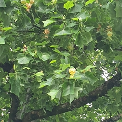 Liriodendron tulipifera
