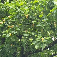 Liriodendron tulipifera