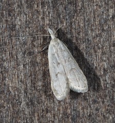 Dichomeris punctidiscellus