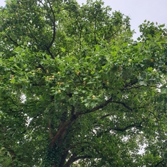 Liriodendron tulipifera
