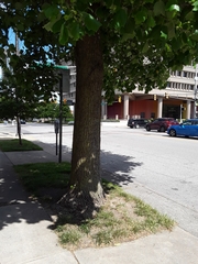 Liriodendron tulipifera