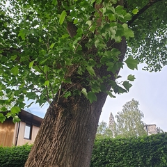 Liriodendron tulipifera