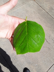 Liriodendron tulipifera