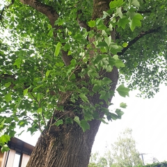 Liriodendron tulipifera