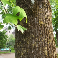 Liriodendron tulipifera