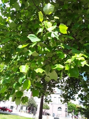 Liriodendron tulipifera