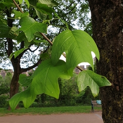 Liriodendron tulipifera