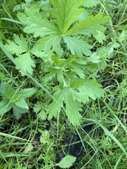 Potentilla rivalis