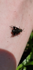 Chrysops cincticornis