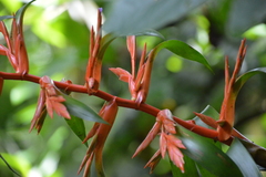 Tillandsia guatemalensis image