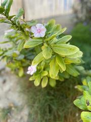 Catharanthus roseus