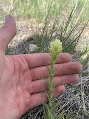 Castilleja cusickii