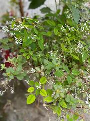 Magnoliopsida