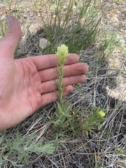 Castilleja cusickii