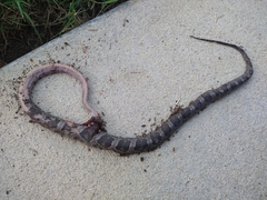 Pantherophis obsoletus