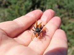 Cryptocheilus australis