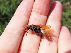 Cryptocheilus australis