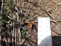 Cryptocheilus australis