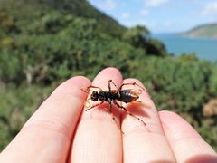 Cryptocheilus australis