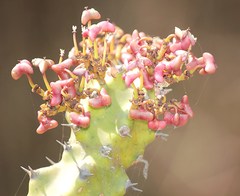 Euphorbia antiquorum