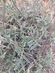 Potentilla crinita