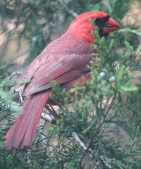 Cardinalis cardinalis