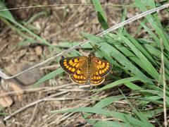 Lycaena edna