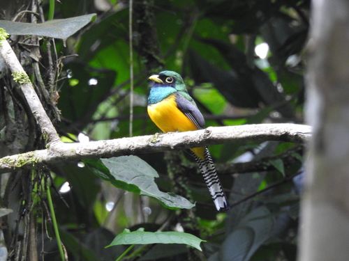 Choco Black-throated Trogon (Trogon cupreicauda), photo 3