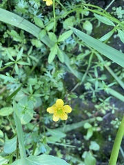 Ranunculus gmelinii