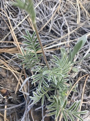 Potentilla crinita