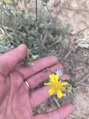 Potentilla crinita