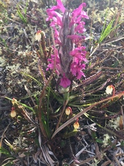 Pedicularis lanata