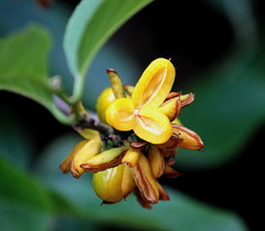 Casearia ovata