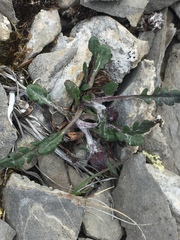 Packera ogotorukensis