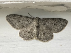 Aethalura intertexta