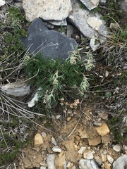 Artemisia borealis borealis