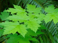 Actaea elata