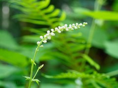 Actaea elata