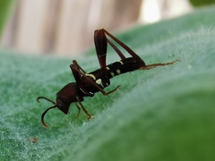 Neoclytus acuminatus