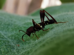 Neoclytus acuminatus