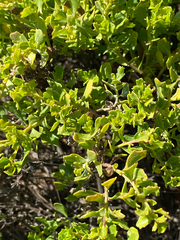 Baccharis pilularis pilularis