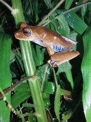 Boana maculateralis