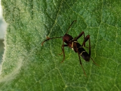 Neoclytus acuminatus