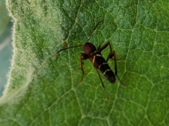 Neoclytus acuminatus