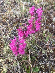 Pedicularis lanata