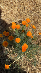 Eschscholzia californica