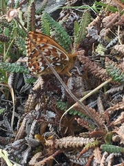 Boloria polaris