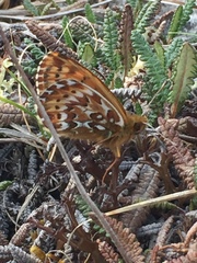 Boloria polaris