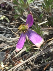 Anemone lithophila