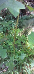 Smallanthus uvedalia image